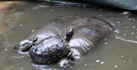 福建水池现巨鼋 和小乌龟身形差距巨大！|