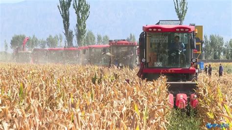 张掖甘州玉米制种产业产值超35亿 带动1万人次就业凤凰网甘肃_凤凰网