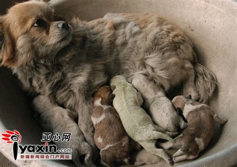 非主流绿毛狗头像