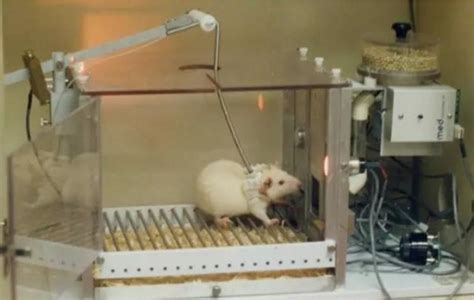 三、豚鼠-实验动物中心