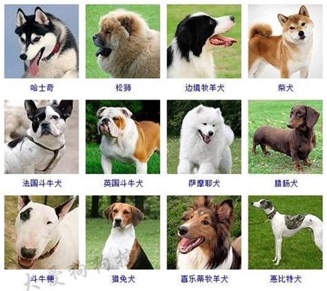 小型犬品种大全名字（宠物小犬狗种类名称及图片） - 思其号