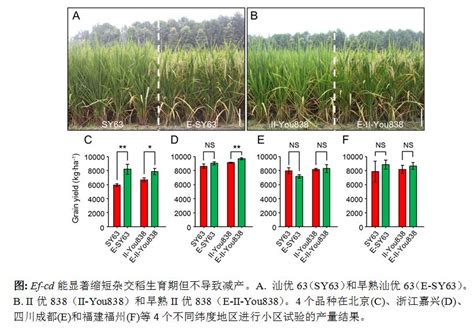 《文汇报》绿色超级水稻培育再获突破，“早熟不高产，高产不早熟”难题得破解----“遗传发育”电子期刊