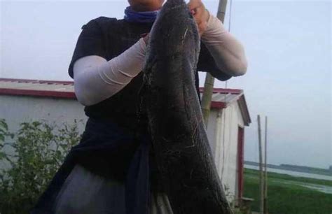 亚洲黑鱼在美国泛滥，最重可达9公斤，下一个“亚洲鲤鱼”？_风闻