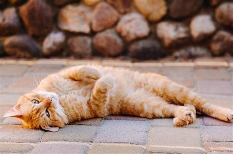 Um gato ruivo está deitado de costas ao ar livre e desfrutando de um ...