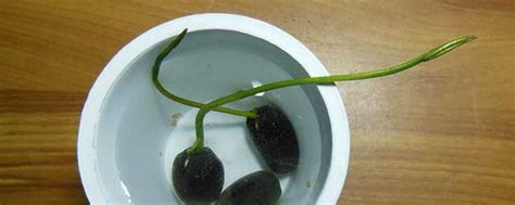 碗莲种子如何开口-种植技术-中国花木网