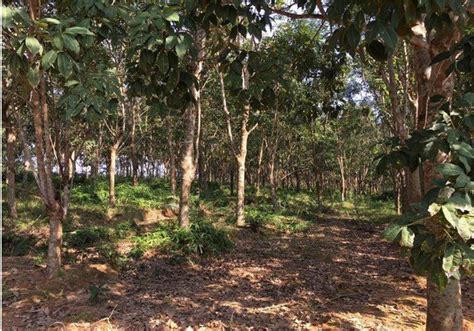海南省海口市澄迈县20亩橡胶园转让- 聚土网
