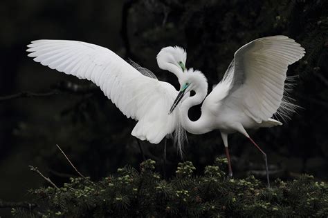 贵州鸟类——大白鹭 - 中国自然保护区生物标本资源共享平台