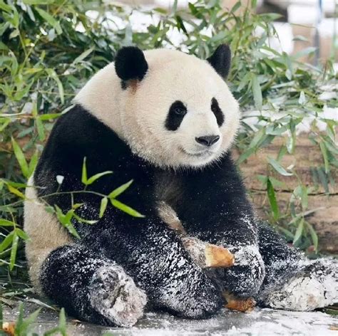 雪萌图片