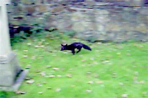 罕见银黑狐现身门头沟，专家：非法放生对本地物种十分不利_手机新浪网