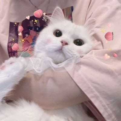 甜美女生头像猫猫卡通版