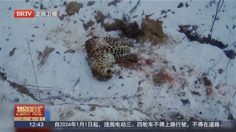 记者调查：“东北虎捕食东北豹”事件经过_北京时间