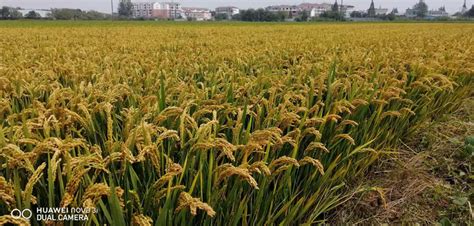 [水稻种子批发]黄华占水稻种子 一季中稻种子 常规种 优质稻 好吃高产长粒价格8.2元/斤 - 惠农网