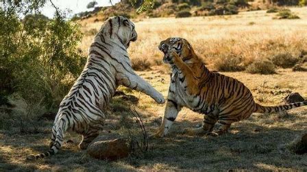 两只老虎打架狮子竟然来劝架真是头一次见到-凤凰视频-最具媒体品质的综合视频门户-凤凰网