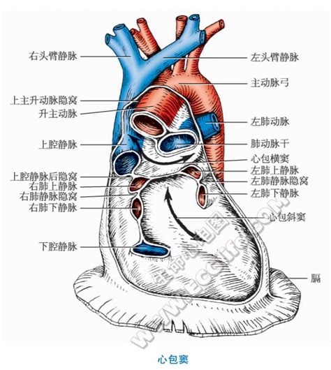 心包：分部和心包腔解剖图解 - 心血管 - 天山医学院