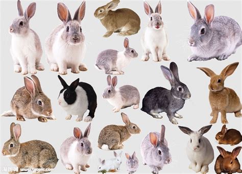 超级可爱的兔兔头像,高清兔子头像超萌可爱图片_动物头像_头像屋