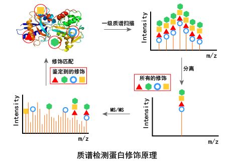 rna pull down,蛋白互作分析,蛋白鉴定实验_pull-down 质谱分析结果查看-CSDN博客