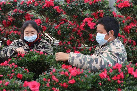 杜鹃盆景种植管理