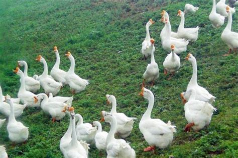 方兴未艾的养鹅产业 - 常维山(微生物/实验室诊断) 鸡病专业网论坛
