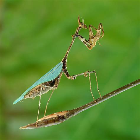 所谓螳螂捕蝉，可你知道螳螂到底怎么捕食吗？|螳螂|猎物|昆虫_新浪网