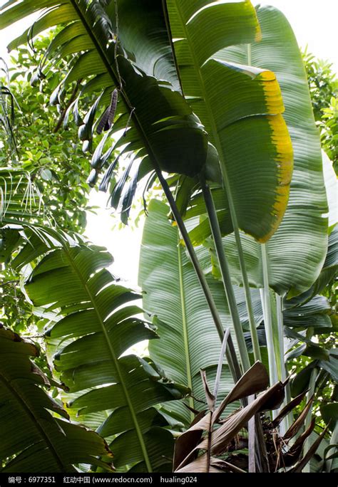 翠绿巨大的芭蕉树高清图片下载_红动中国