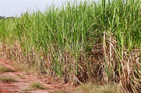 甘蔗种植技术（甘蔗种植技术与田间管理方式，科学种植收益高，蔗农多参考参考） | 说明书网
