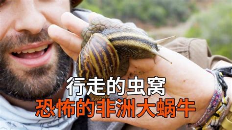 行走的虫窝，恐怖的非洲大蜗牛_腾讯视频