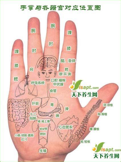 人体医疗组织器官手掌穴位素材图片免费下载-千库网