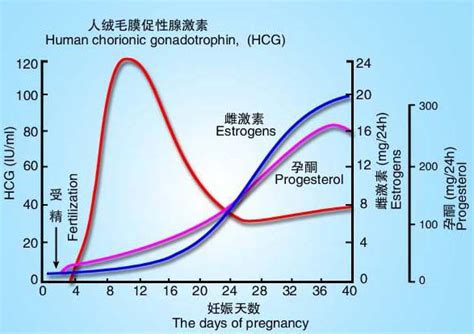 hcg孕酮对照表图片（正确认识HCG、孕酮、宫外孕！祝孕妈妈都能顺利度过第一关！） | 说明书网