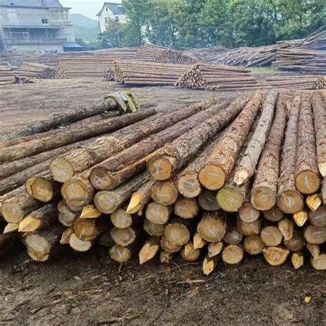 全国销售打桩所用的(2-8米)松木桩,杉木桩,林场直销哦-阿里巴巴