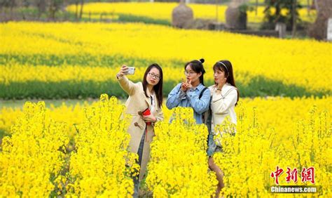 贵州施秉油菜花开扮靓山乡春景_新浪图片