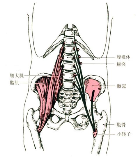 腰大肌解剖示意图-人体解剖图,_医学图库