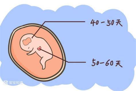 孕12周产检“无胎心”，多和这些因素有关，孕妇一定要注意防范！ - 百度宝宝知道
