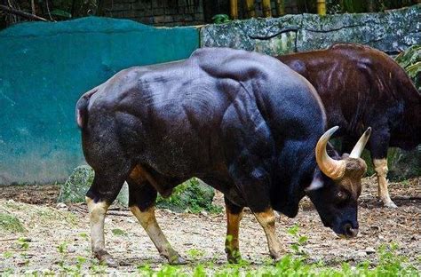 陆地上最厉害十大动物 东北虎上榜，第一是最大的陆地食肉动物_排行榜123网