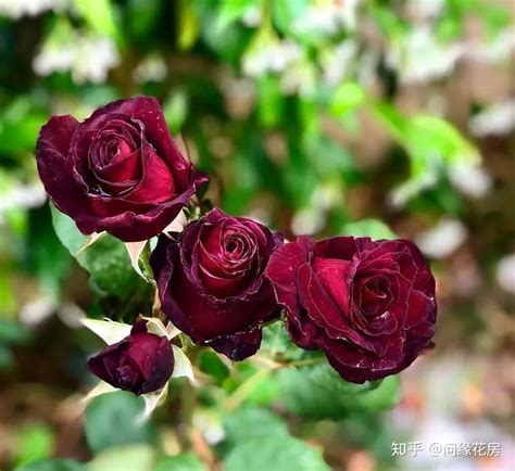 19朵红玫瑰的花语是什么？-168鲜花速递网