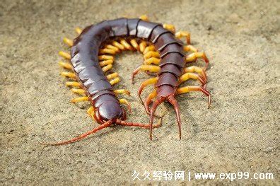 中国常见蜈蚣,上最大蜈蚣3米多,蜈蚣种类大全_大山谷图库