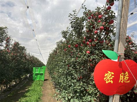 走访甘肃庆阳宁县：长在“藤”上的苹果带来现代产业扶贫路_手机新浪网