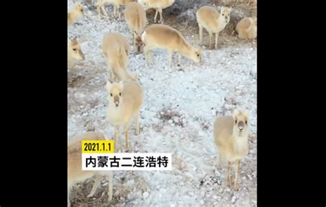上万只蒙古野生黄羊跨越中蒙边境 网友：可爱呆萌！_国内新闻_海峡网