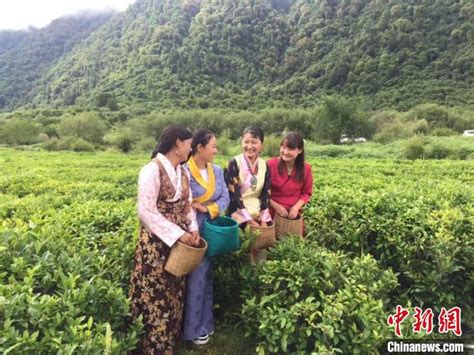 西藏林芝将特色农牧业作为助力乡村振兴主导产业__财经头条