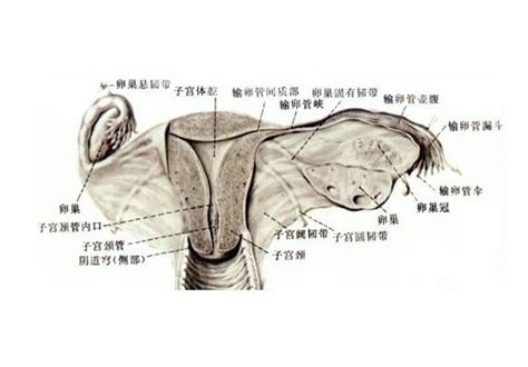 女性卵巢生理结构图-生理结构图,_医学图库