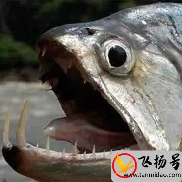 世界上最恐怖的鱼是什么鱼（长相最可怕的鱼长什么样）-大盘站 - 大盘站