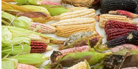 转基因玉米|浙江大学沈志成教授团队—— 天南海北挖土，转基因玉米品种抗虫效果达96%_玉米|三农|财经|农资