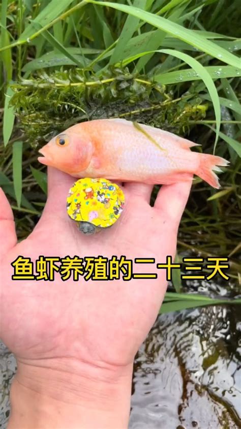 鱼虾养殖的二十三天_腾讯视频