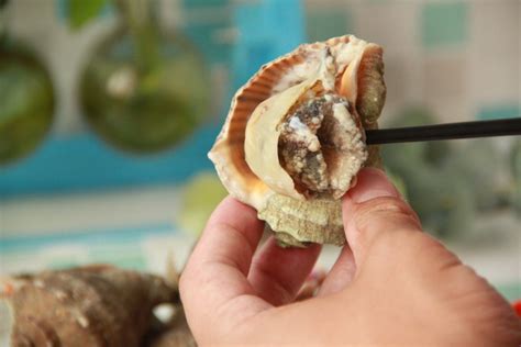 盐水煮海螺,盐水煮海螺的家常做法 - 美食杰盐水煮海螺做法大全