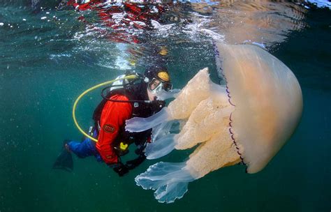 超罕见！巨型水母现身南极洲深海 触手长10米 宛若“摄魂怪”_凤凰网视频_凤凰网