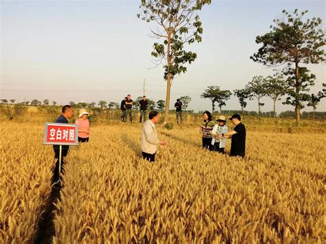 江苏省植保站联合我会召开2020年全省小麦重要病害绿色防控技术研讨会