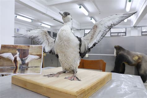 上海世纪公园死亡黑喉潜鸟重新“展翅”，以标本方式“留驻”人间述说环保故事|上海世纪公园|标本|鸟_新浪新闻