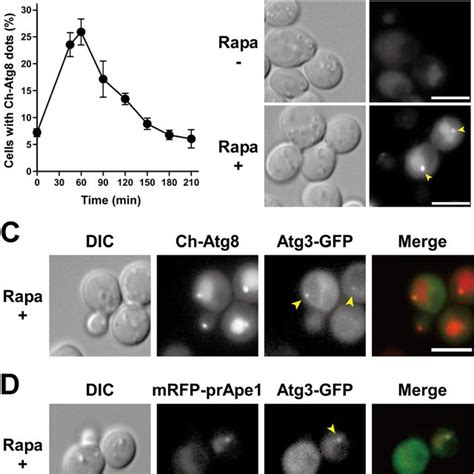 Autophagy core complex proteins are increased under SMG. Western blot ...