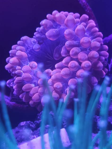 万鱼来朝绿奶嘴海葵珊瑚荧光绿紫点白葵海洋生物小丑鱼共生葵地毯-淘宝网