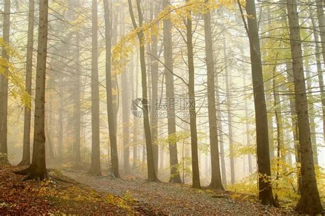 穿过迷雾的秋天森林浅滩上长着树远处高清图片下载-正版图片502558761-摄图网