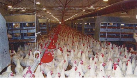 一、自然交配-畜禽规模化养殖-图片